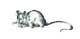 Sleeping Mouse Sleeping Mouse
