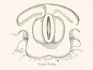 vocal cords vocal cords