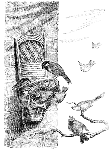 TITMICE TITMICE