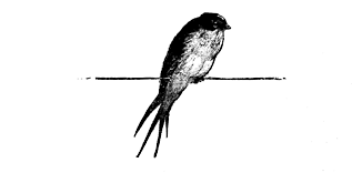 SWALLOW