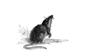 WATER SHREW WATER SHREW