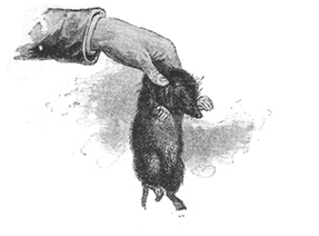 MOLE MOLE