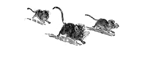 MICE MICE