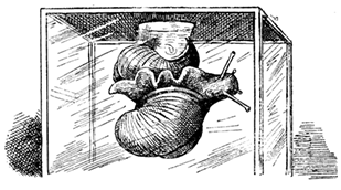 ROMAN SNAILS ROMAN SNAILS