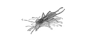 EARWIG EARWIG