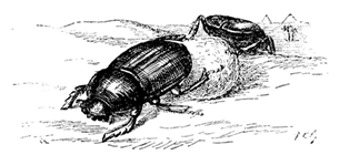 EGYPTIAN BEETLES EGYPTIAN BEETLES
