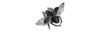 FLYING BEETLE FLYING BEETLE