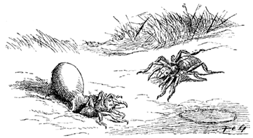 TRAP-DOOR SPIDERS TRAP-DOOR SPIDERS