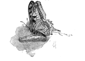 BUTTERFLY BUTTERFLY