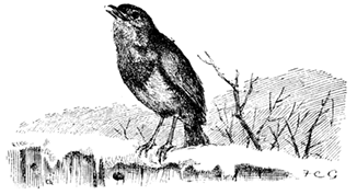 THE ROBIN THE ROBIN