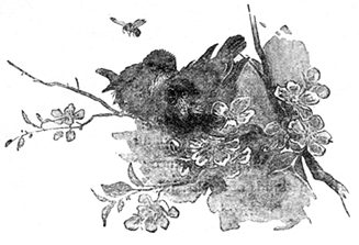 YOUNG BIRDS YOUNG BIRDS