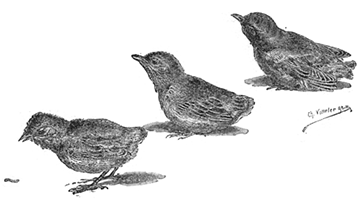 NESTLINGS NESTLINGS