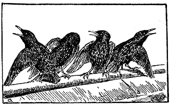STARLINGS STARLINGS