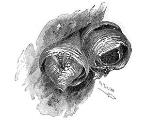 NEST OF WASPS NEST OF WASPS