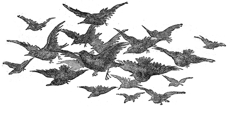 FLYING STARLINGS FLYING STARLINGS