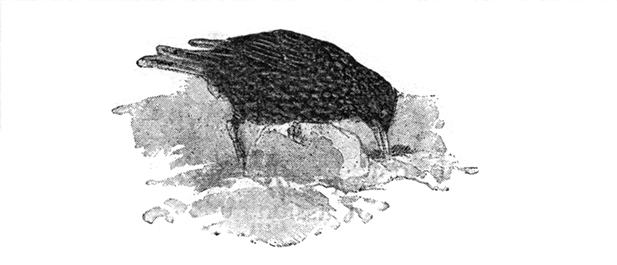 STARLING IN SEARCH OF FOOD STARLING IN SEARCH OF FOOD