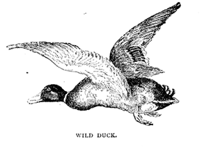 WILD DUCK WILD DUCK