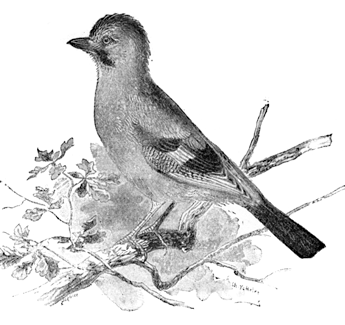 JAY JAY