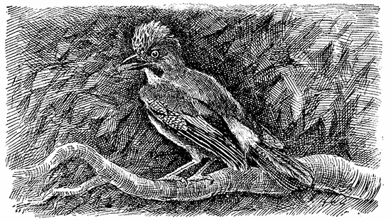 ANOTHER JAY ANOTHER JAY