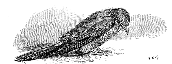 A YOUNG CUCKOO A YOUNG CUCKOO