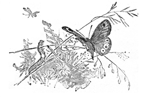 BUTTERFLY AND CATERPILLAR BUTTERFLY AND CATERPILLAR