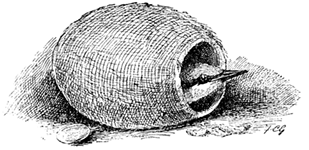 ZÖE, THE NUTHATCH ZÖE, THE NUTHATCH