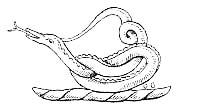 A SNAKE.