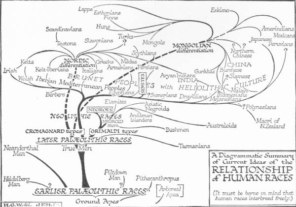A Diagrammatic Summary of Current Ideas of the Relationship of  Human Races