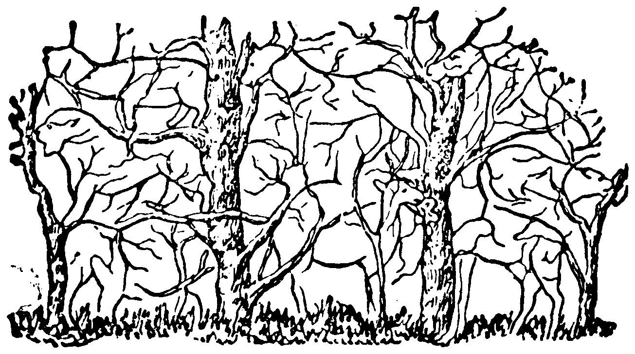 Animals