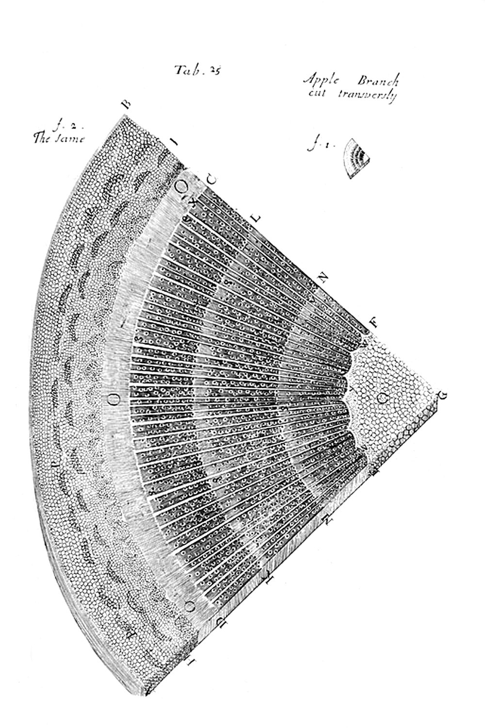 Tab 25
