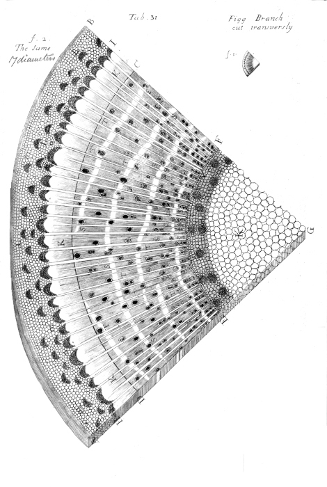Tab 31