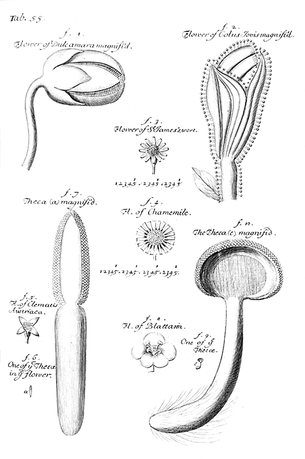 Tab 55