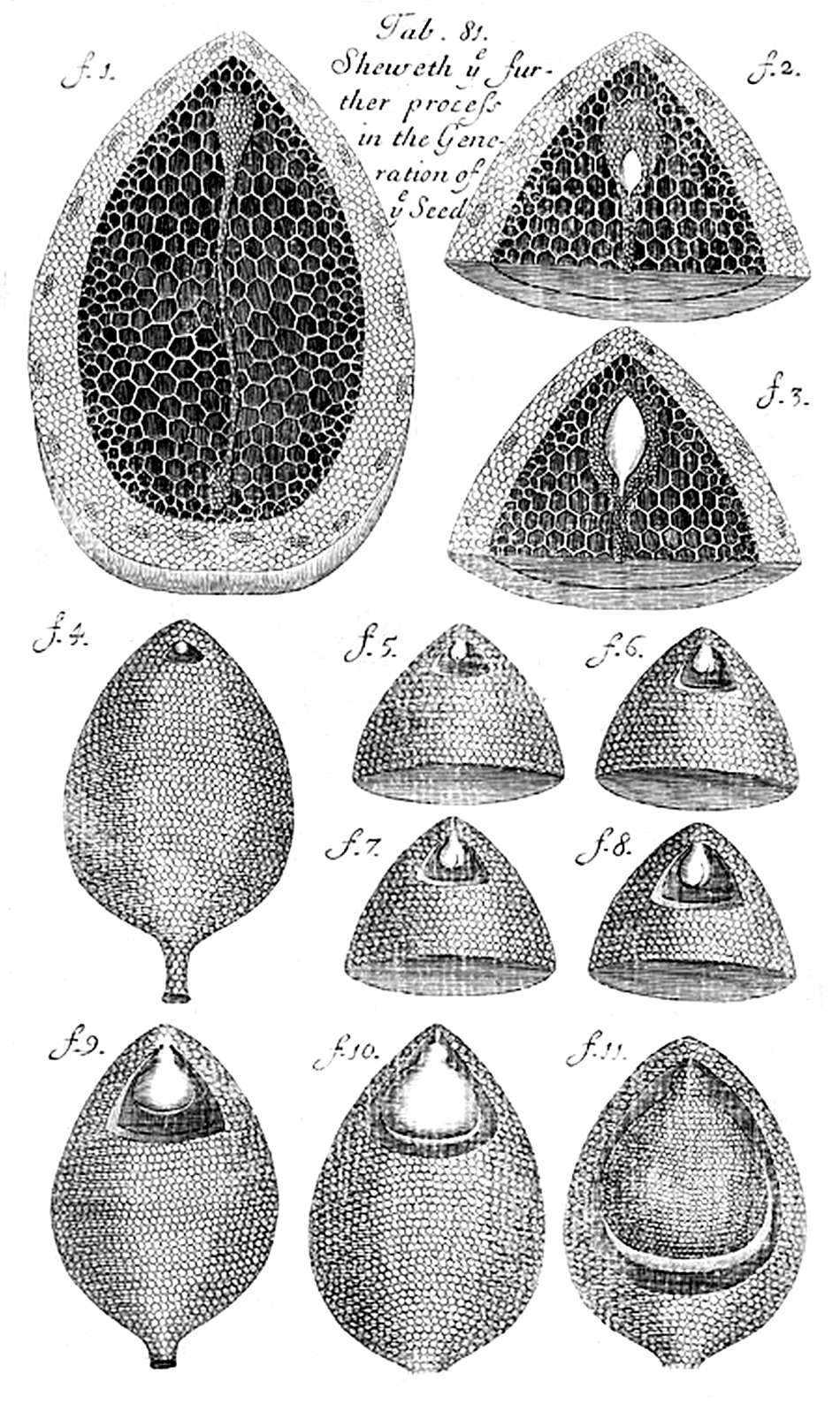 Tab 81