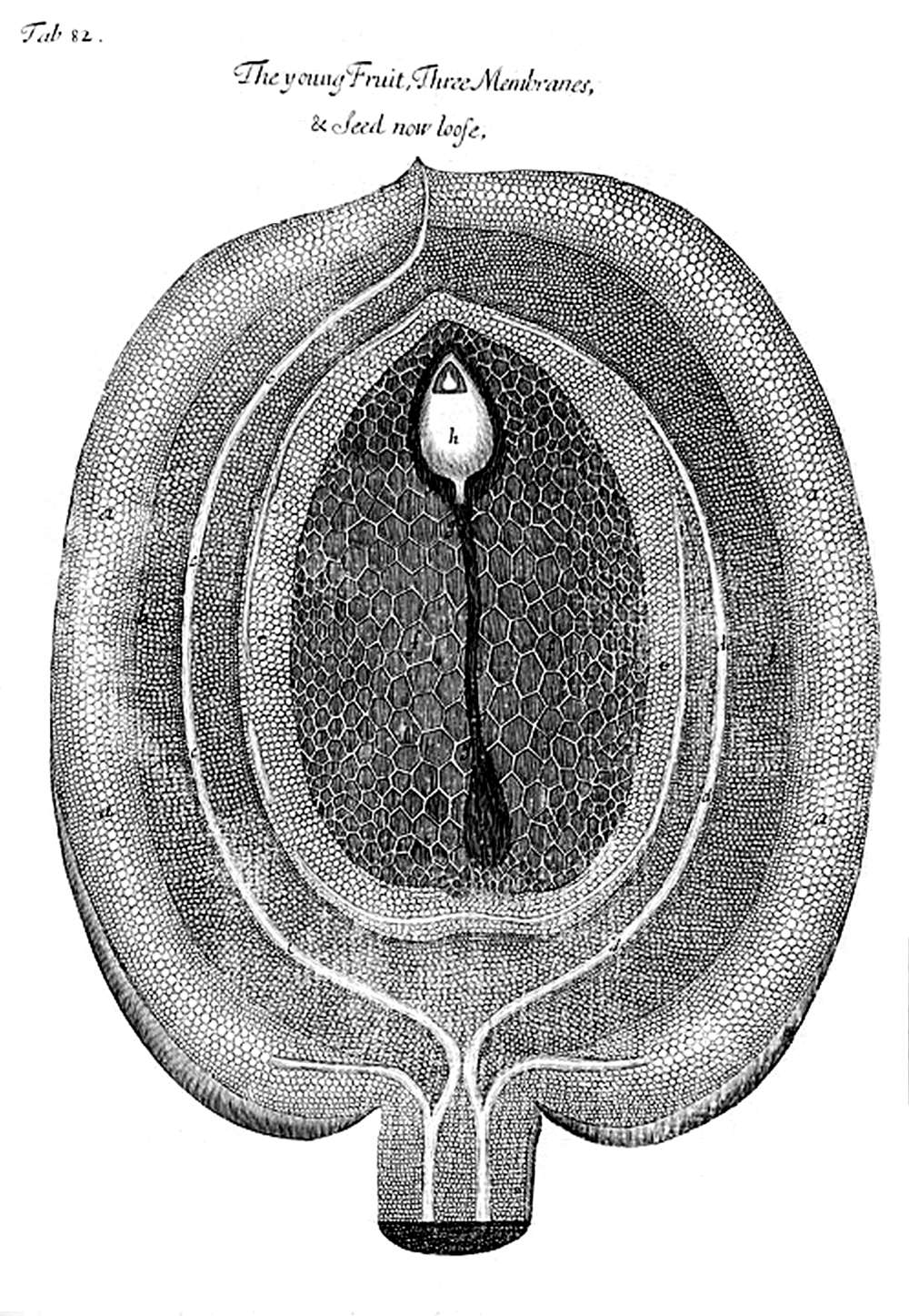 Tab 82