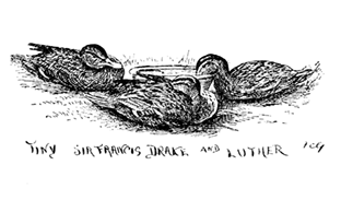 TINY, SIR FRANCIS DRAKE AND LUTHER