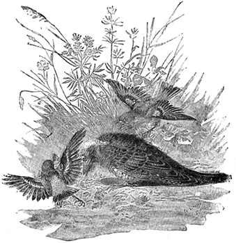 YOUNG CUCKOO ATTACKED BY BIRDS