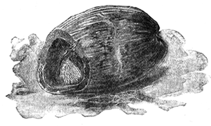 NUTHATCH IN A COCOANUT