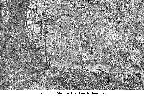 Interior of Primæval Forest on the Amazons