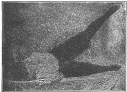 Exercise No. 2.—Reclining on right side and raising left leg as high as possible and the same exercise taken with right leg while reclining on left side.